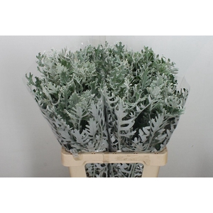 Jacobaea Maritima 60cm