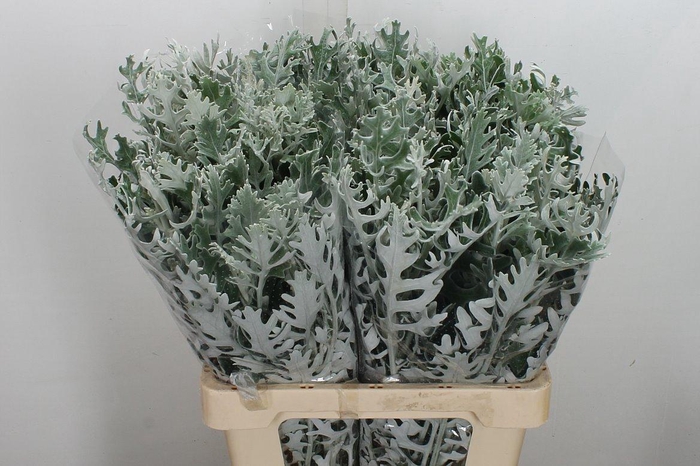 <h4>Jacobaea Maritima 60cm</h4>