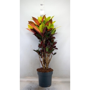 Codiaeum var. KL 'Mrs Iceton'