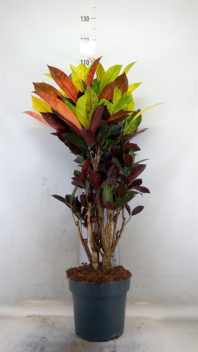 <h4>Codiaeum var. KL 'Mrs Iceton'</h4>