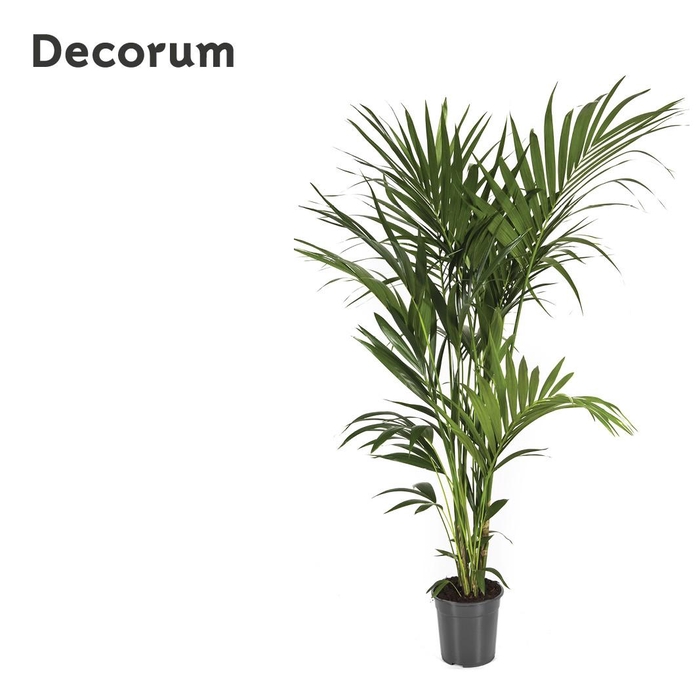 <h4>Howea forsteriana 180 cm (Kentia) Decorum</h4>