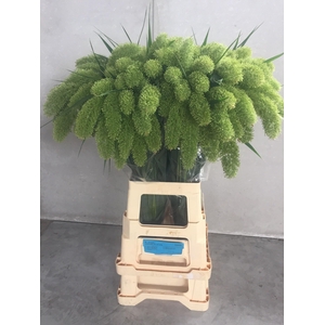 SETARIA IT SANNEYARA