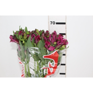 ALSTROEMERIA POMPEII 070 CM