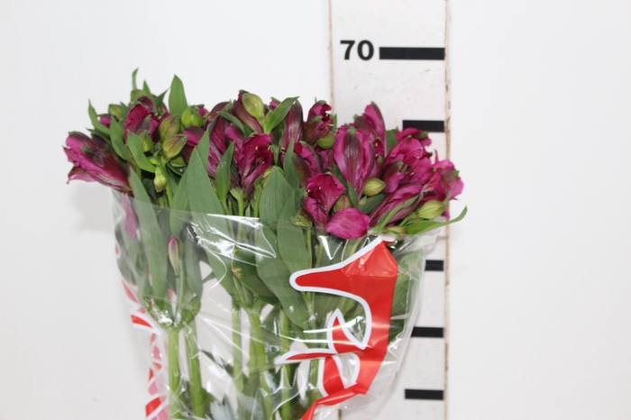 <h4>ALSTROEMERIA POMPEII 070 CM</h4>