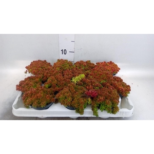 Sedum album 'Murale'