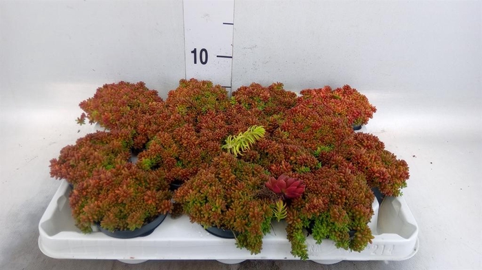 <h4>Sedum album 'Murale'</h4>