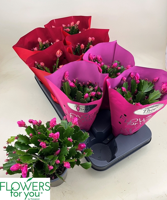 <h4>SCHLUMB GEM 2 KL</h4>