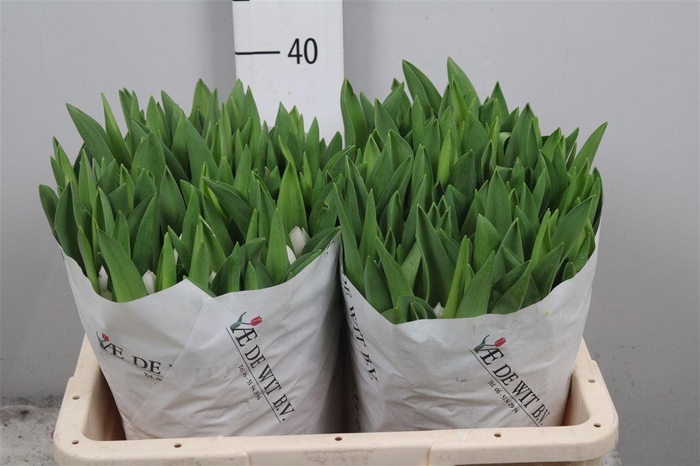 <h4>Tu En Royal Virgin</h4>