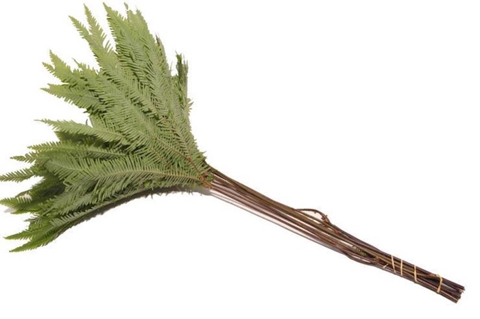 <h4>Umbrella Paraplu Fern</h4>