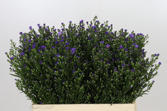 <h4>Aster Casamare</h4>