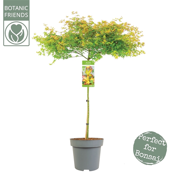 <h4>Acer palm. 'Little Princess'</h4>