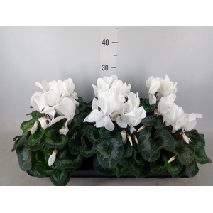 Cyclamen GR 'Mammoth'