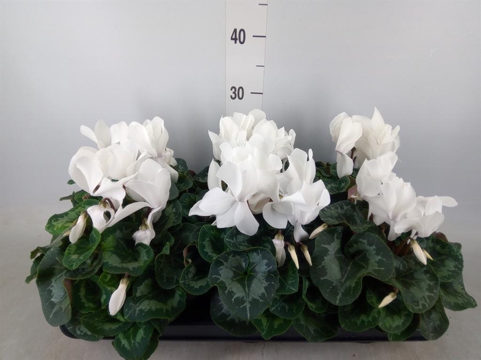 <h4>Cyclamen GR 'Mammoth'</h4>
