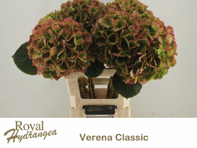 <h4>HYDR.VERENA CLASSIC</h4>