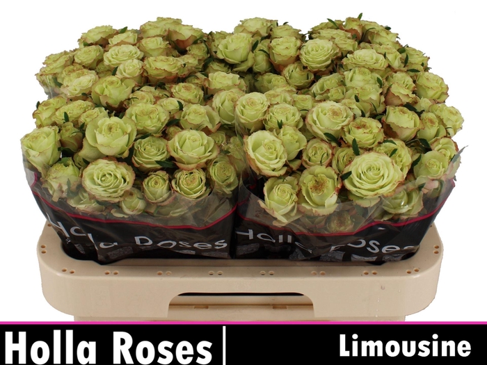 <h4>ROSA TR 'LIMOUSINE'</h4>