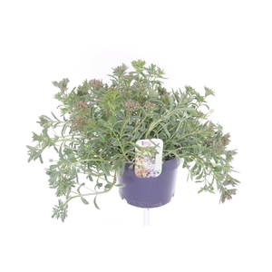 Sedum spurium Tricolor