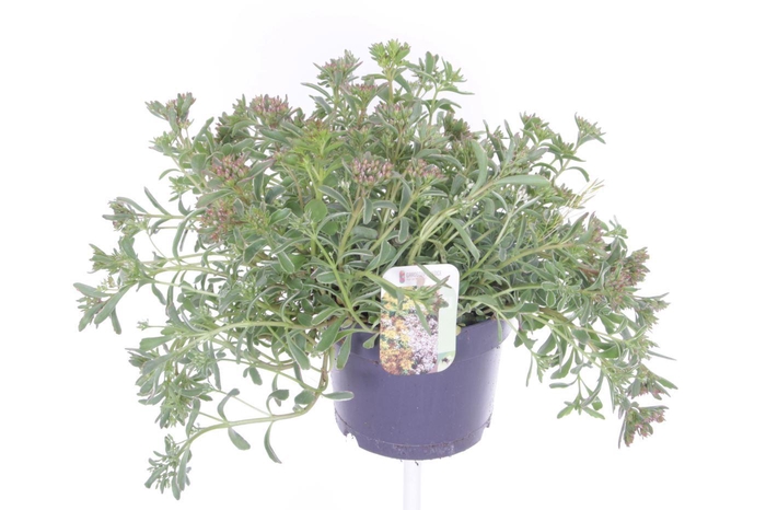 <h4>Sedum spurium Tricolor</h4>