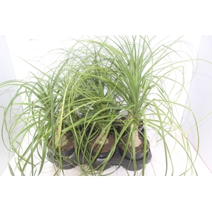BEAUCARNEA P17
