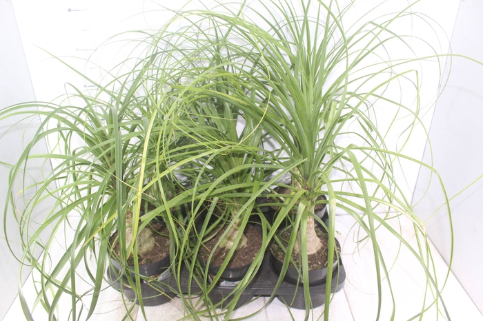 BEAUCARNEA P17