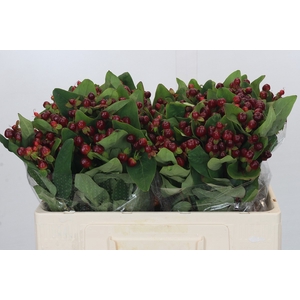 Hypericum Magical Cherry Brown