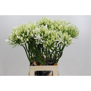 Agapanthus EYFORI White Artistiek