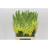 Antirrhinum Potomac Geel