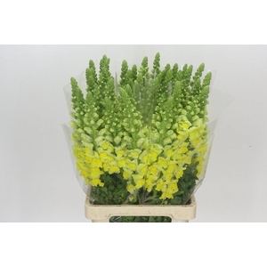 Antirrhinum Potomac Geel