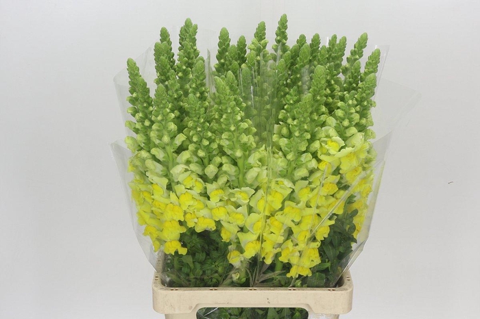 <h4>Antirrhinum Potomac Yellow</h4>