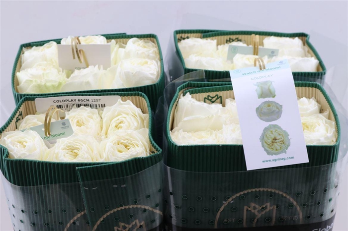 <h4>R Gr Coldplay</h4>