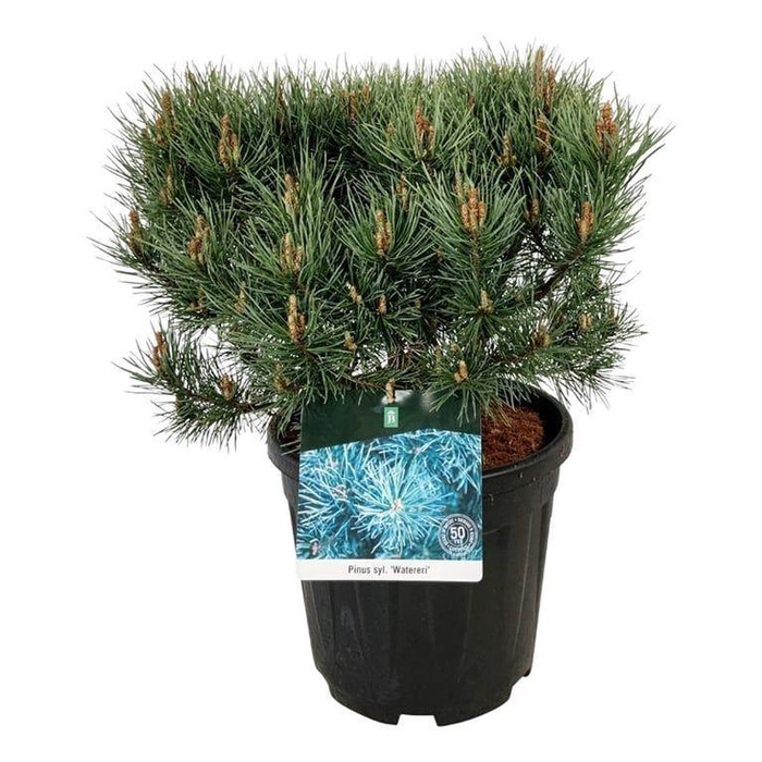 <h4>Pinus sylv. 'Watereri'</h4>