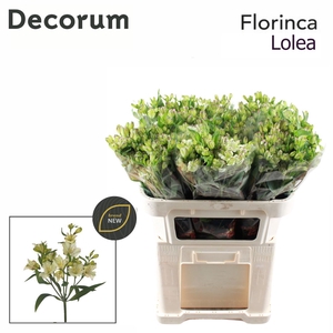 Alstr Florinca Lolea Extra