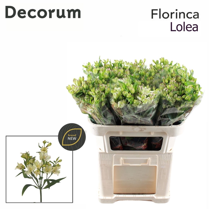 <h4>Alstroemeria Lolea</h4>