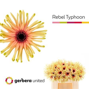 GE KV REBEL TYPHOON