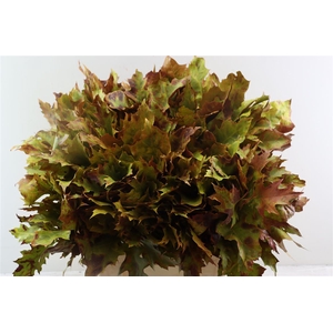 Quercus Rubra Autumn Mix