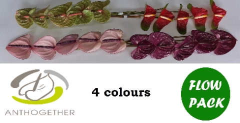 <h4>Anthurium Mix Surprise</h4>