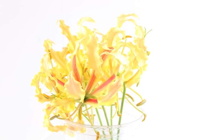 <h4>Gloriosa Twin Colour Short</h4>