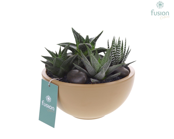 <h4>Schaal keramiek Moon Medium beige met Succulenten</h4>