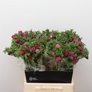 Anem Co Mar Cerise N L