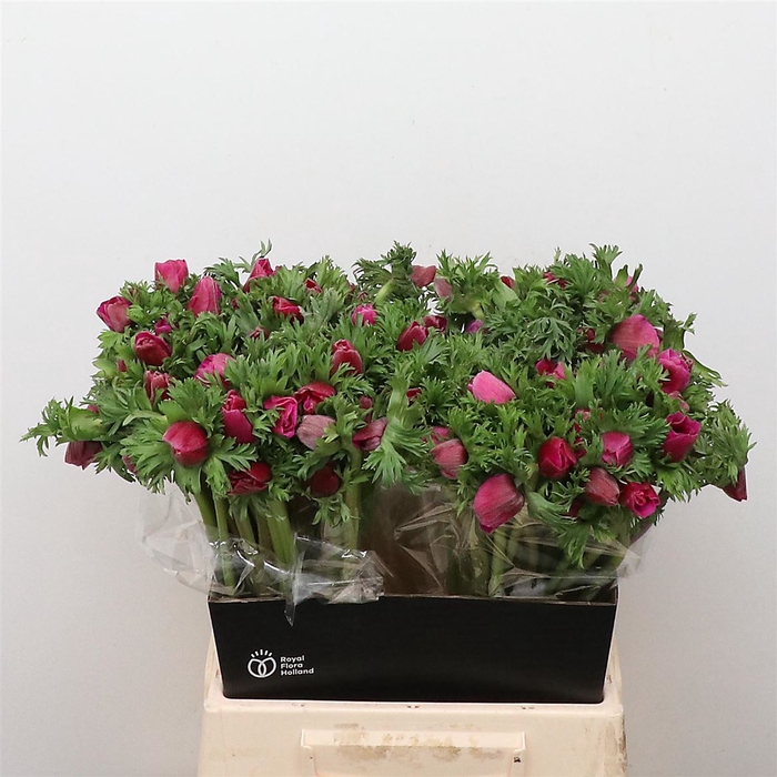 <h4>Anem Co Mar Cerise N L</h4>