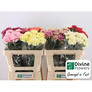Dianthus ST   ...mix in fust