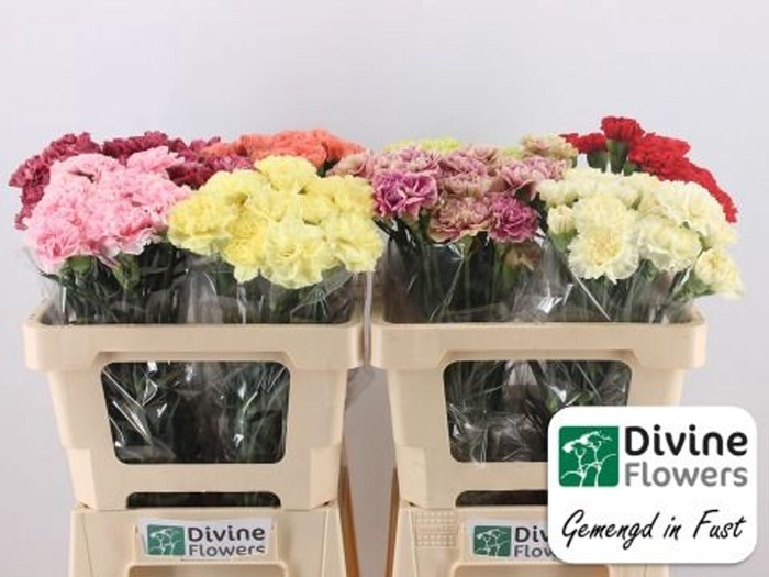 <h4>Dianthus ST   ...mix in fust</h4>