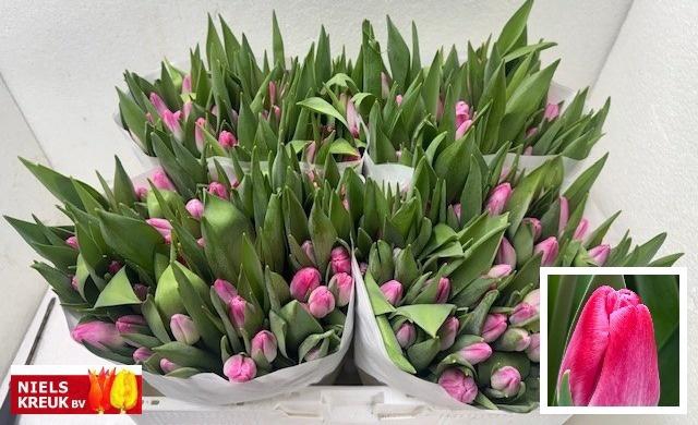 <h4>TU EN PINK STONE</h4>