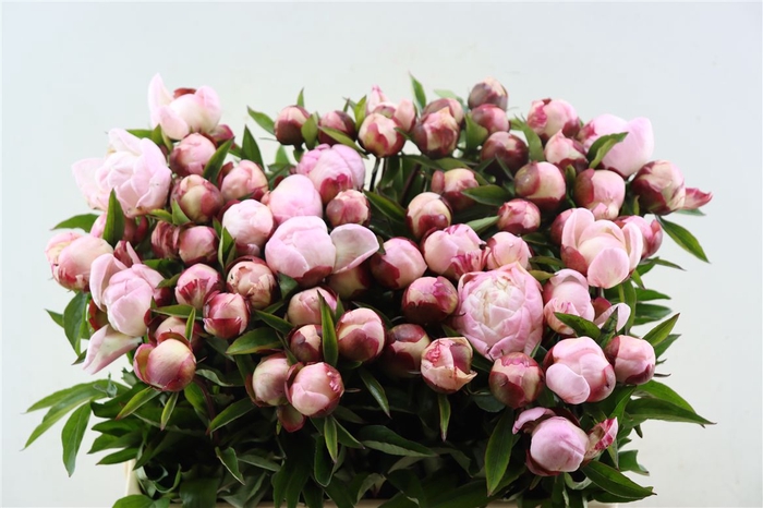 <h4>Paeo L Gardenia</h4>