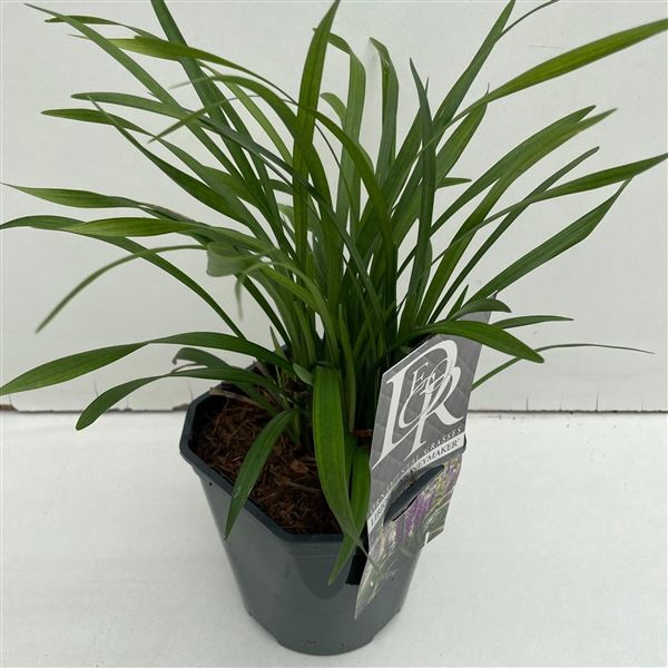 Liriope Moneymaker