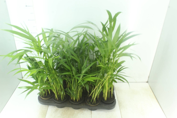 <h4>ARECA BAMBU P11</h4>