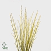 Cornus stol flaviramea
