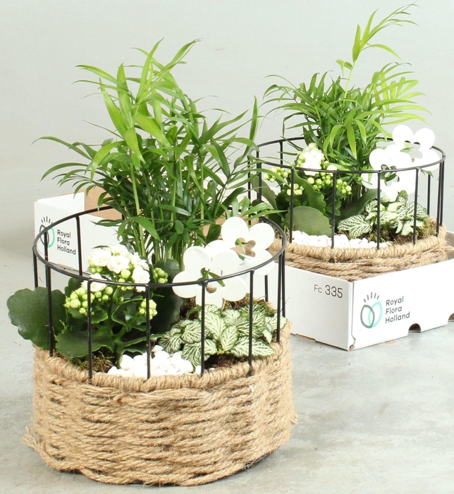 <h4>ARR KAMERPL</h4>