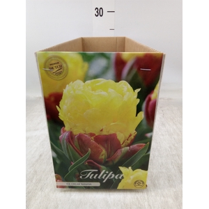 Tulipa   ...flowerbulbs