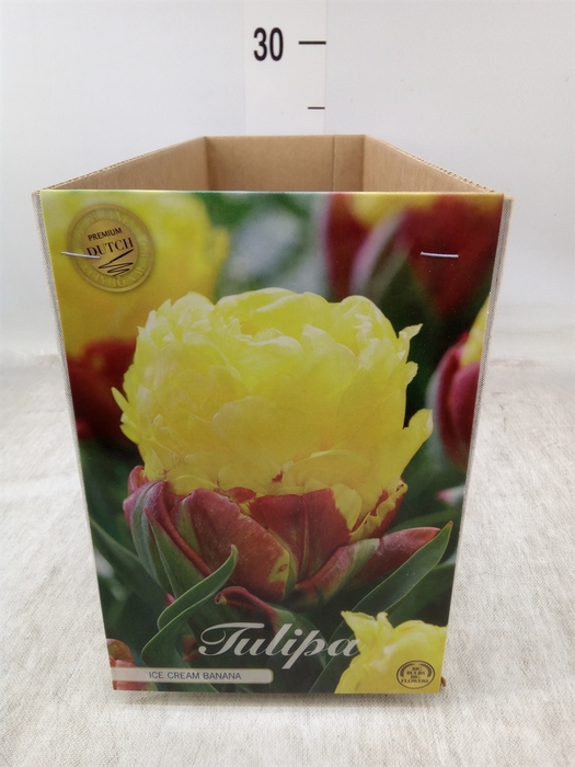 <h4>Tulipa   ...flowerbulbs</h4>