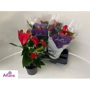 ANTHU AN BAMBINO RED